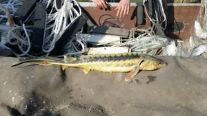 Морские пограничники за сутки предотвратили ущерб государству на 100 миллионов тенге