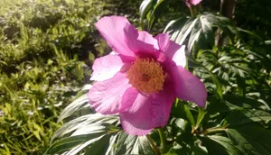 Восемь человек осуждены за уничтожение Марьина корня в Казахстане