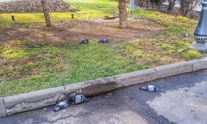 Названа предварительная причина гибели голубей в Алматы