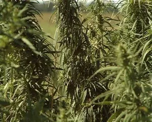 УБН на транспорте за 1,5 месяца изъяло более 6 тонн наркотиков