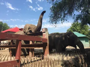 День защиты слонов отметили в Алматинском зоопарке