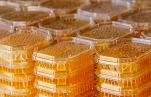 Бразилияда шоколад дәмі бар бал жасалды