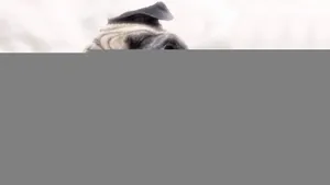 «ВКонтакте» придумал звездам смешные прозвища