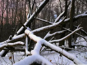 Қостанай облысында орман шаруашылығының жұмысында заң бұзушылықтар анықталды