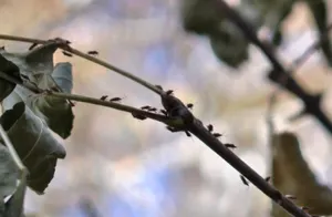 На нашествие клопов пожаловались жители Алтая