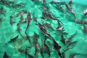 Субъекты рыбного хозяйства теперь обязаны регистрироваться – вступили в силу поправки