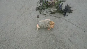 Останки неизвестного существа обнаружены на побережье Эстонии. ВИДЕО