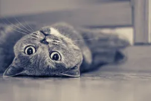 В Костанайской области нагадившая кошка пополнила бюджет на $200