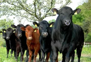 Казахстан судится с Австрией из-за поставки больного скота