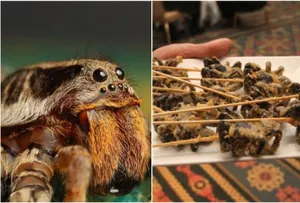 Рейтинг самых страшных съедобных существ на Земле