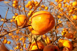 Чем полезна хурма – эксперты