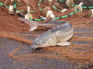 В ЮКО предприниматель намерен разводить осетровых