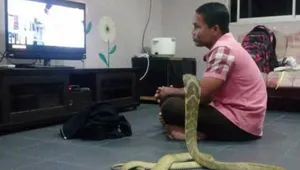 В Азии мужчина женился на трехметровой кобре