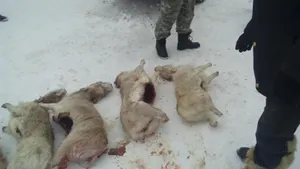 1,1 миллиарда тенге ущерба нанесли браконьеры Казахстану