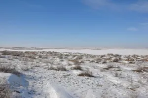 В Казахстан мигрируют европейские косули