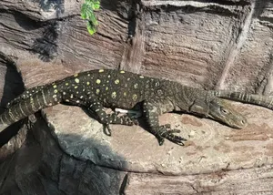 Алматы хайуанаттар бағында сирек кездесетін алып варандар көрсетіледі