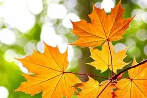 Дожди и грозы пройдут в нескольких регионах Казахстана