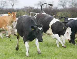 На коровах 2,4 млн тенге сэкономила финансовая полиция в Атырау