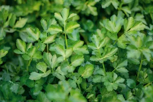 Чем полезен сельдерей – эксперт