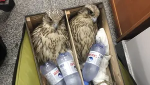 Пресечена попытка незаконного вывоза 23 особей балобана из Казахстана в ОАЭ