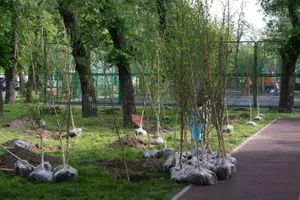 Қазақстанда төрт жыл ішінде 1,6 миллиардтан астам ағаш отырғызылды