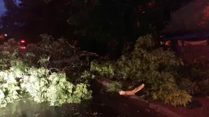 Гроза повалила деревья в Алматы (ФОТО)