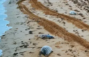 Каспий жағалауында бес күнде 183 итбалық денесі табылды