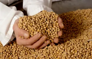 Сертифицировать продукцию по китайским стандартам хотят в ВКО