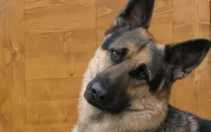 Карманника поймали с помощью служебной собаки в Кокшетау