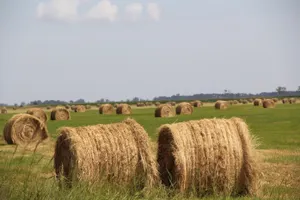 Қазақстанда 31 миллион тоннадан астам жем дайындалды