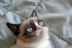 В сети создан деловой журнал о мемах