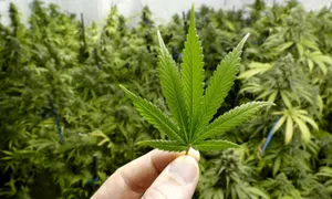 Выращивать коноплю и опийный мак разрешили в России