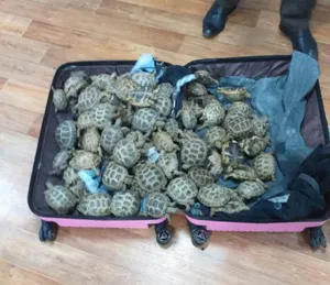 117 живых черепах в чемоданах пытался вывезти казахстанец в Россию