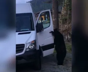 Канадские медведи научились открывать автомобили