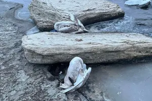 Ақтау тұрғындары жағалауда өлі аққулардың денелерін тапты