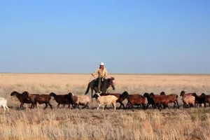 Как живется современным чабанам?
