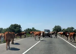 Светоотражающей аэрозолью планируют маркировать скот в Казахстане