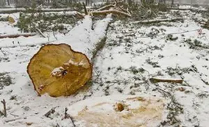 В Павлодарской области браконьеры вырубили лес на 2 млн тенге