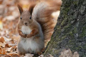 Неустойчивая погода сохранится в Казахстане