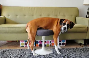 Кошки и собаки, проигравшие битву с мебелью