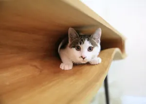 Дизайнер Хао Руан создал стол для котиков