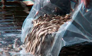 27 рыбных хозяйств планируют открыть в ЮКО