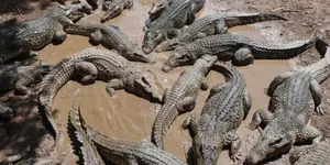 Мужчина оказался в плену у крокодилов и выжил