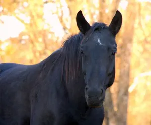 В Акмолинской области задержан серийный «мошенник-скотокрад»