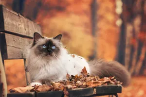 Температура выше среднего ожидается на территории Казахстана