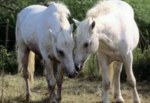 В ВКО депортировали копытных «перебежчиков»