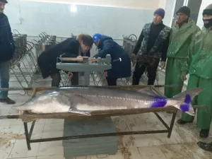 Двухметровую белугу выловили в Атырауской области