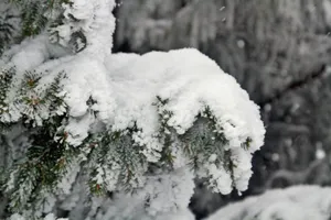 Вырубку елей на Бутаковке назвали «санитарной»