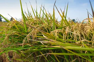 Принудительно убирать рис отправили школьников в Узбекистане