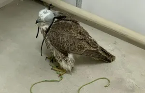 Транснациональные группировки отлавливали балобанов в Казахстане – КНБ